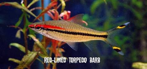 Everything About Aquariums The Album Of Fresh Water Fish 9cyprinids