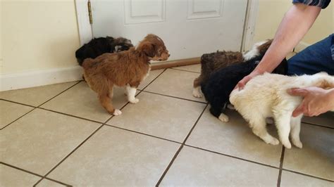 Dreamcatcher hill puppies has been breeding quality french and english bulldogs for over 25 years. Aussiedoodles For Sale - Prairie Hill Puppies - YouTube