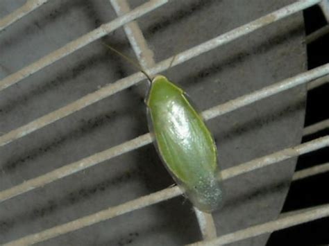 We did not find results for: This little green bug kept flying to me and landing on me ...