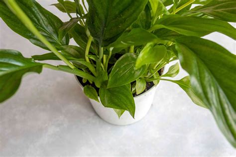 How To Grow And Care For Peace Lily Plants