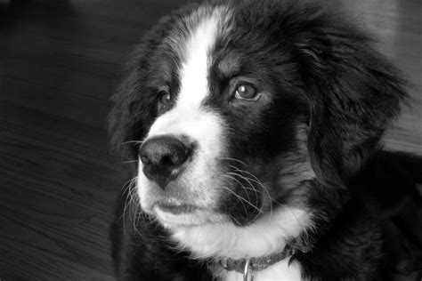 Today, more than 30,000 species are threatened with extinction, and thousands would already be lost without tireless conservation efforts. Pin by Katherine Baron on Dog/Puppy Photography Black and ...