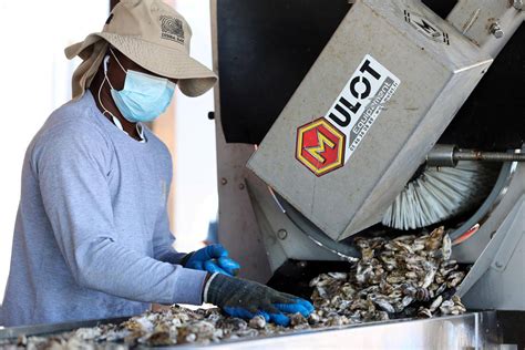 Inside The Uae Shellfish Farm That Is Growing Millions Of Oysters