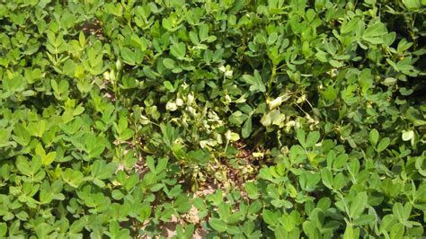 Get Ahead Of White Mold Florida Crops