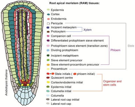 1 Tissues Of The Root Apical Meristem Ram A Schematic Representation