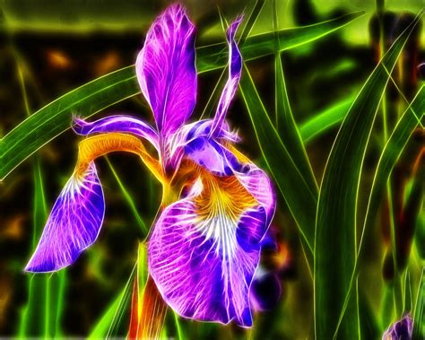 Iris 1 Hdr Fractalius Still Experimenting View On B Flickr