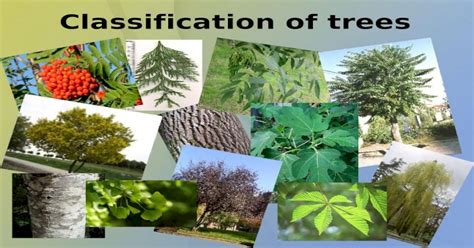 Classification Of Trees Ppt Powerpoint