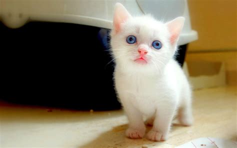 Find & download the most popular cat photos on freepik free for commercial use high quality images over 8 million stock photos. Lovable Images: Cute Cat WallPapers Free Download ...