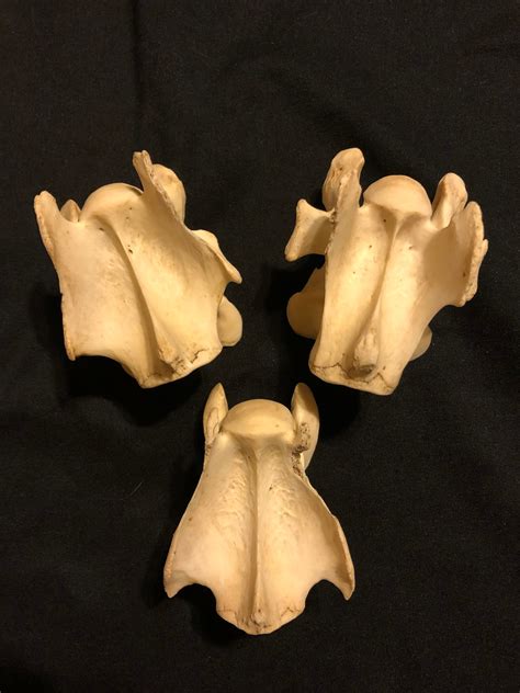 Whitetail Deer Neck Bones Vertebrae Spine Etsy
