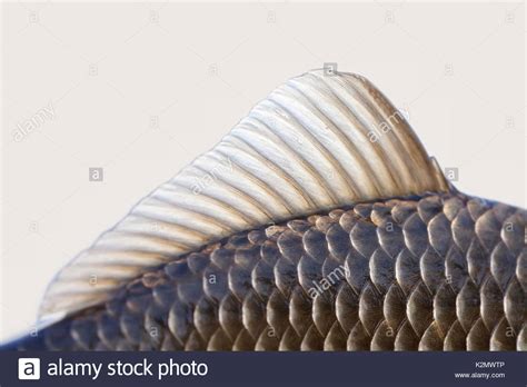 Scales Scaly Skin Hi Res Stock Photography And Images Alamy