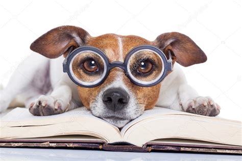 Dog Reading Books Stock Photo By ©damedeeso 84203048