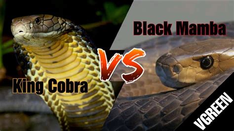 What You Know About King Cobra And Black Mamba Youtube