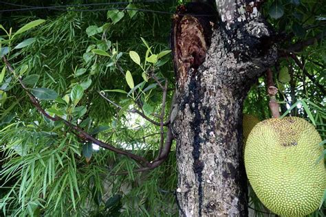 How To Grow And Care For Jackfruit Trees