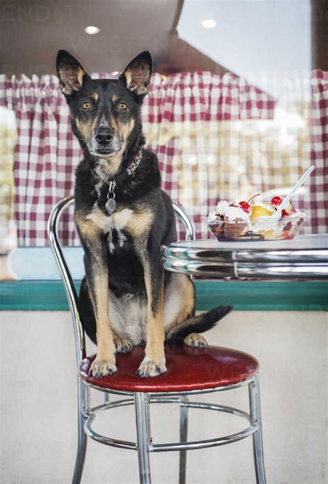 Portrait Of Dog Sitting On Chair At Sidewalk Cafe Stock Photo
