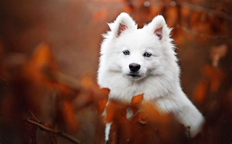 Download Wallpapers Samoyed Bokeh White Dog Autumn Cute Animals