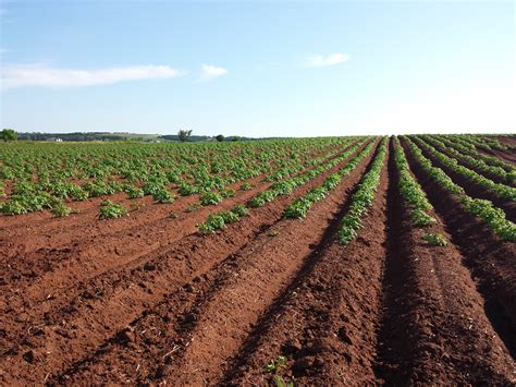 Free Images : growth, plant, field, farm, land, summer, vehicle