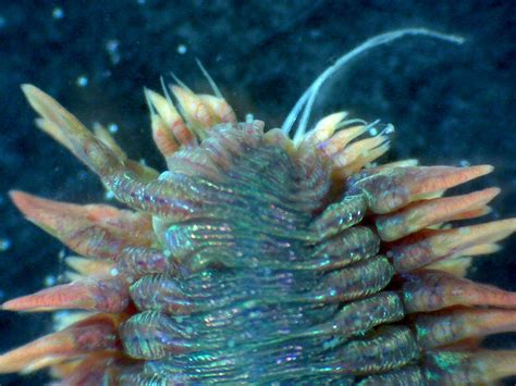 Majestic Marine Worms Under The Microscope Darwin Tree Of Life