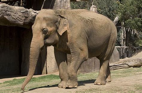 Sunita Oldest Elephant At Wild Animal Park Dies La
