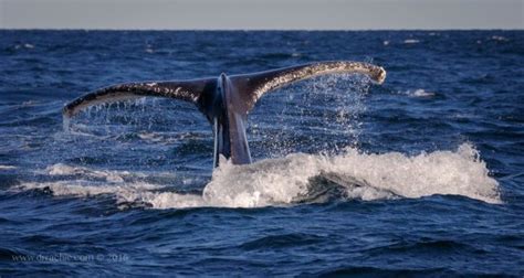 Best time and places for whale watching in sydney, whale watch cruise prices,humpback whale sightings in sydney, map humpback whale near sydney. Go Whale Watching Sydney: UPDATED 2020 All You Need to ...