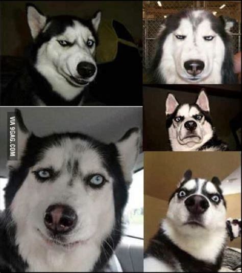 60 Best Images About Humorous Huskies On Pinterest