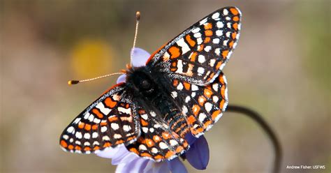 Landmark Victory For Endangered Butterflies