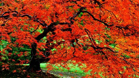 Adequate watering, fertilizing as needed, seasonal pruning, preventive and active spraying, fall cleanup, and winter protection. Autumn Tree Wallpapers - Wallpaper Cave
