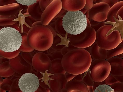 Blood Cells Types And Functions Online Science Notes