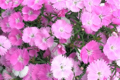 Jun 29, 2021 · デイジーの花言葉さんのブログです。最近の記事は「紫陽花の季節ですね。（画像あり）」です。 なでしこの花言葉の意味は？なでしこジャパンにもピッタリ ...