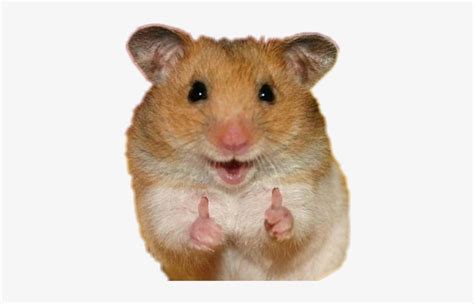 Two Thumbs Up Animals Free Transparent Png Download Pngkey