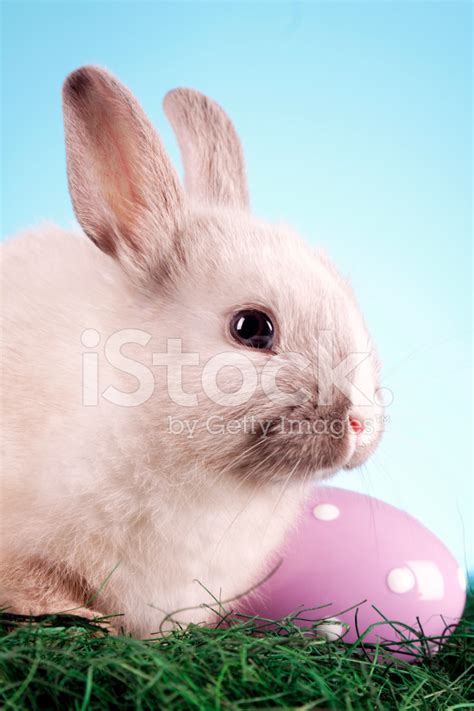 Easter Rabbit Stock Photo Royalty Free Freeimages