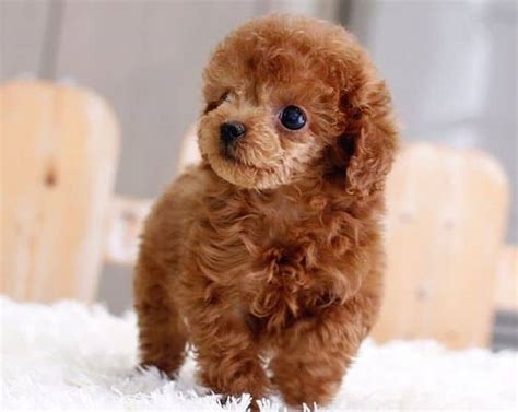 5 Types Of Poodles All Kinds Of Fluffy Sizes Shapes And Colors