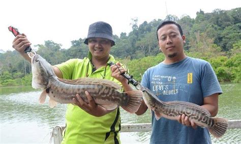 Menyediakan essence jm premium untuk merangsang rasa lapar ikan, khususnya ikan air tawar. 15 Spesies Ikan Air Tawar Terbaik Negara (part 2) - Umpan