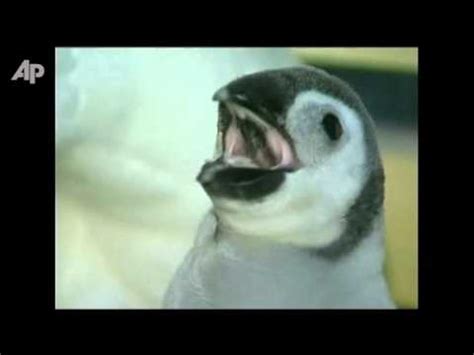 Raw Video Emperor Penguin Born Naked Survives YouTube