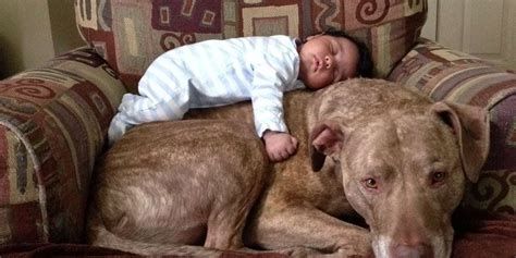 18 Pit Bulls Who Really Really Love Their Human Babies The Dodo