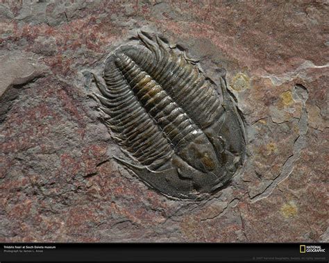Fossil Fossil Guoguiyan Fossils Hd Wallpaper Pxfuel