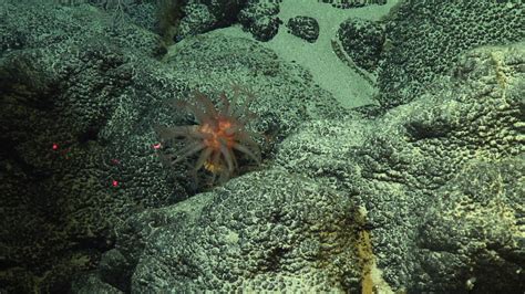 From Schmidt Ocean Institute A Dive With Subastian Sciencesprings