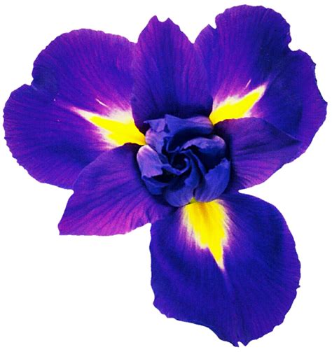 Violet Blue Iris By Jeanicebartzen27 On Deviantart