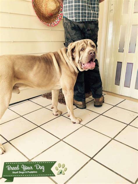 Mate With Our Beautiful Neo Mastiff Stud Dog In Clarendon Queensland