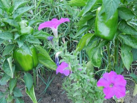 See morepictures of vegetable gardens. Herbs & Flowers for Natural Pest Protection -Update, the ...
