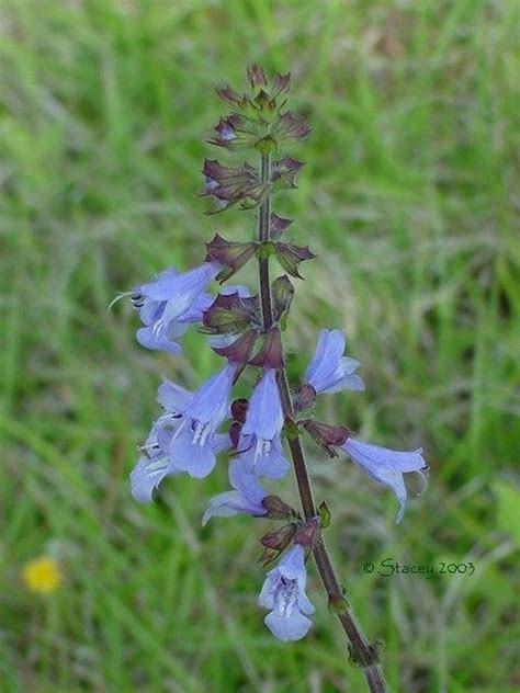 plantfiles pictures salvia species lyreleaf sage cancer weed wild sage salvia lyrata by trois