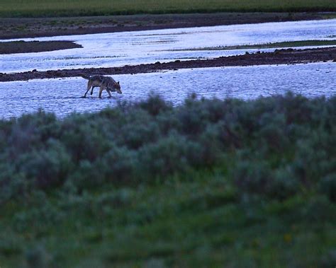 Img9069 Crippled Wolf Crossing Alum Creek Yellowstone Na Flickr