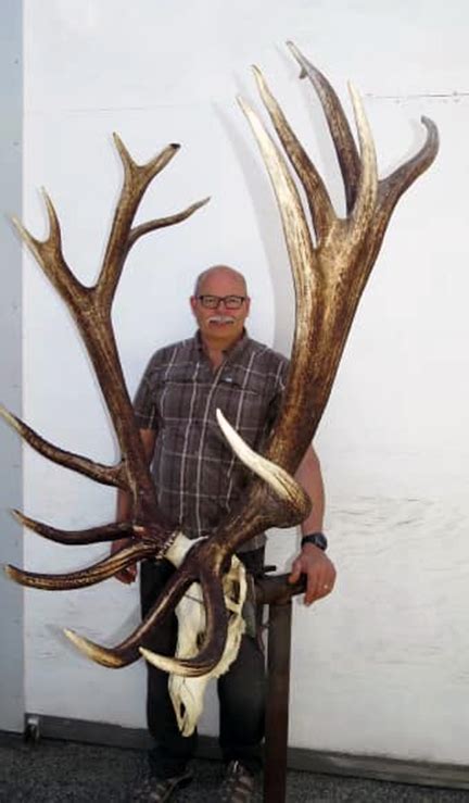 New World Record Roosevelt Elk Alberta Outdoorsmen Forum