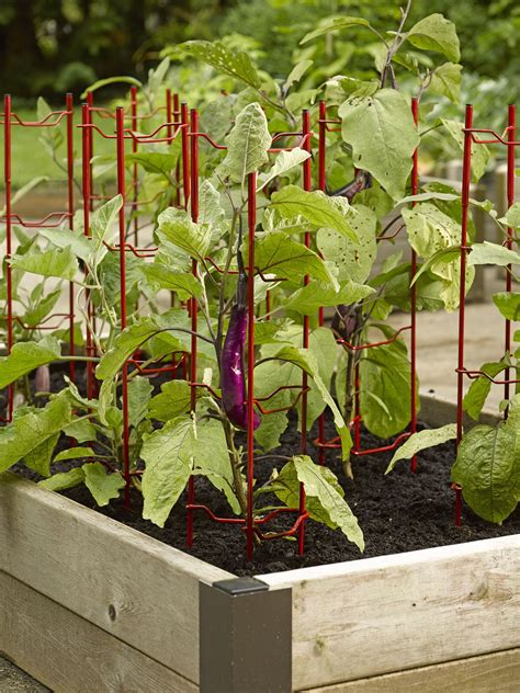 Pepper Cages Eggplant Supports Pepper And Eggplant Stakes Tomato