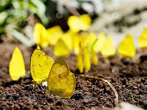 A Group Of Yellow Butterflies Stock Photo Image Of Earth Insect