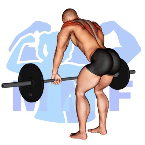 Barbell Pendlay Row Your Easy Tutorial For Developing A Strong Back
