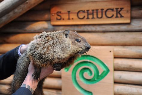 Zoo officials feared that the real chuck would bite de blasio, so they engaged in a switcheroo. Staten Island Chuck Predicts More Winter | Nature on the ...