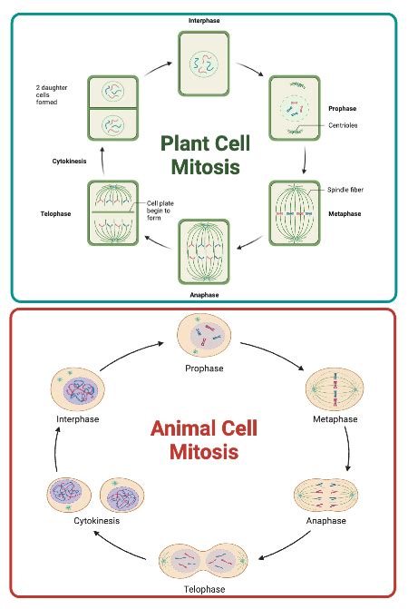 Top 115 Plant Cell Vs Animal Cell Mitosis
