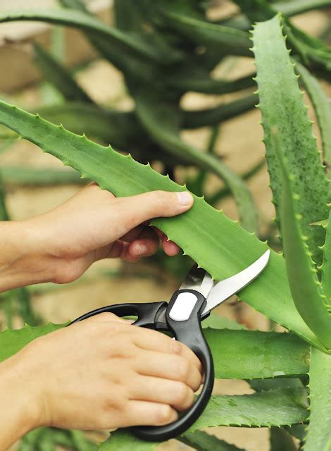 Advices On How To Grow Your Own Aloe Vera Plant 101 Gardening