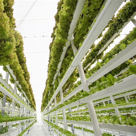 Feeding The Future Of Agriculture With Vertical Farming