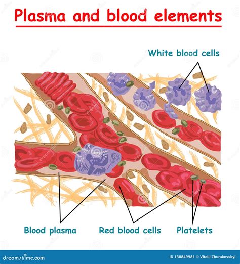 Plasma Of Blood And White Blood Cells Red Blood Cells Platelets