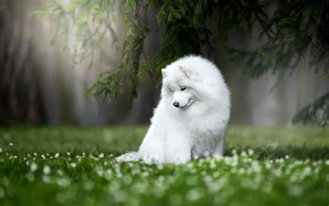 Download Wallpapers Samoyed White Fluffy Dog Green Grass Samoyed